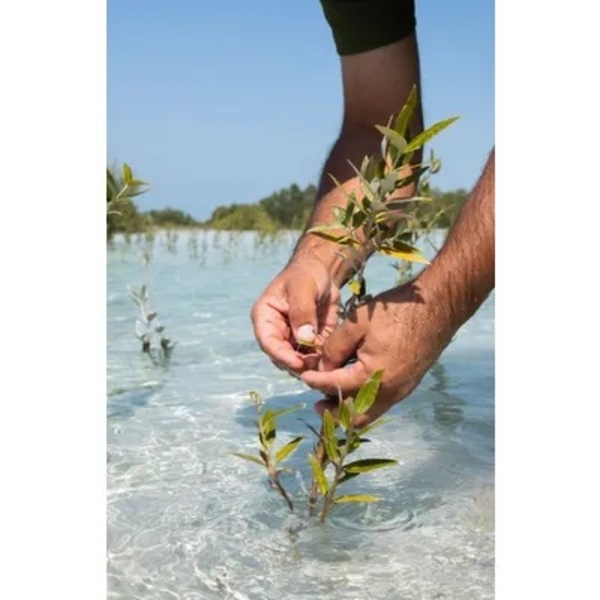 Etihad Forest - Plant 1 Mangrove on Jubail Island in Abu DhabiImage